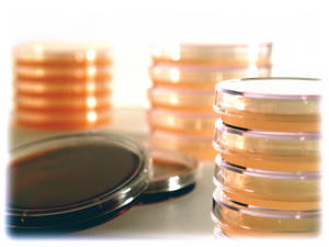 Agar Plates